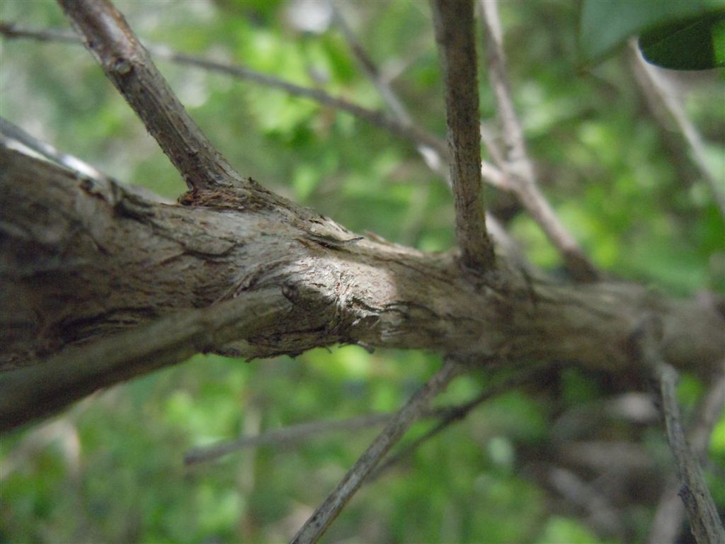 Myrtus communis